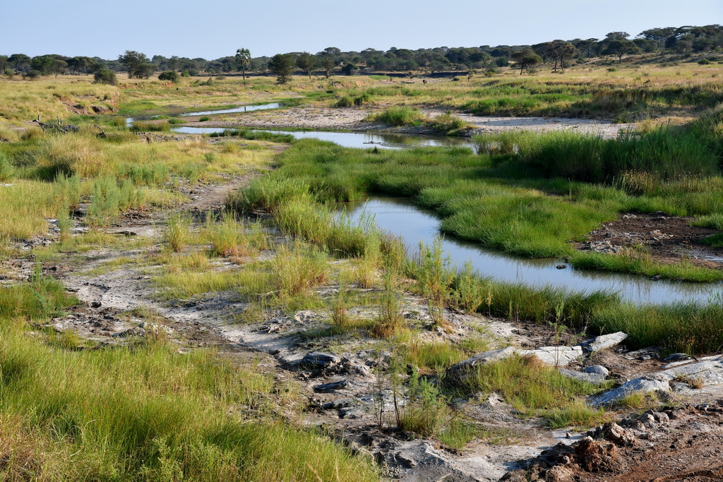 Tarangire NP